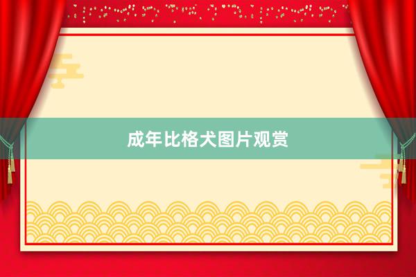 成年比格犬图片观赏